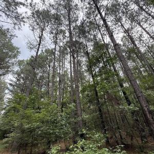 Photo #24 of Off Shields Commissary Road, Scotland Neck, NC 300.0 acres