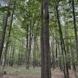Photo #25 of Off Shields Commissary Road, Scotland Neck, NC 300.0 acres