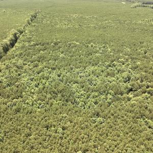 Photo #33 of Off Shields Commissary Road, Scotland Neck, NC 300.0 acres