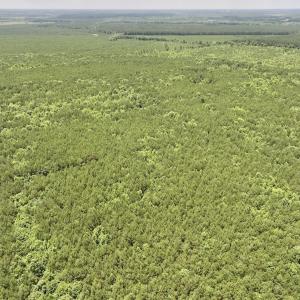 Photo #34 of Off Shields Commissary Road, Scotland Neck, NC 300.0 acres