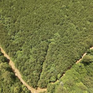Photo #35 of Off Shields Commissary Road, Scotland Neck, NC 300.0 acres