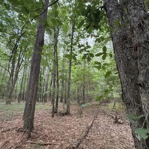 Photo #36 of Off Shields Commissary Road, Scotland Neck, NC 300.0 acres