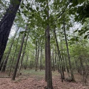 Photo #37 of Off Shields Commissary Road, Scotland Neck, NC 300.0 acres