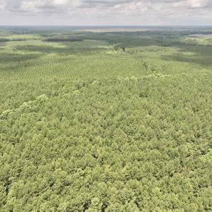 Photo #50 of Off Shields Commissary Road, Scotland Neck, NC 300.0 acres