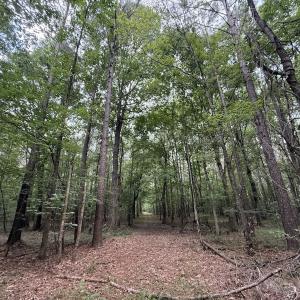 Photo #51 of Off Shields Commissary Road, Scotland Neck, NC 300.0 acres