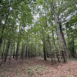 Photo #52 of Off Shields Commissary Road, Scotland Neck, NC 300.0 acres