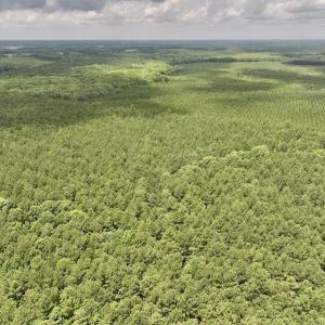 Photo #54 of Off Shields Commissary Road, Scotland Neck, NC 300.0 acres