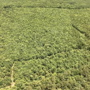 Photo #56 of Off Shields Commissary Road, Scotland Neck, NC 300.0 acres