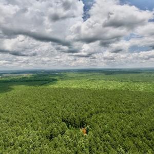 Photo #58 of Off Shields Commissary Road, Scotland Neck, NC 300.0 acres