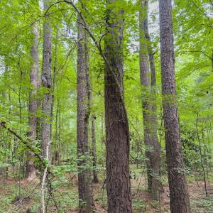 Photo #19 of Off Powell Ave, Lancaster, SC 6.4 acres