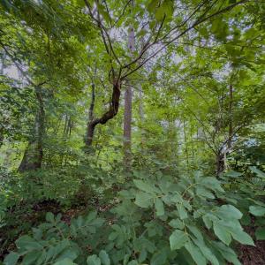 Photo #7 of Off Powell Ave, Lancaster, SC 6.4 acres