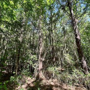 Photo #15 of Off Willeyton Rd,  Gates, NC 81.0 acres