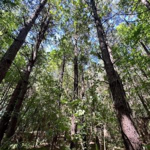 Photo #20 of Off Willeyton Rd,  Gates, NC 81.0 acres