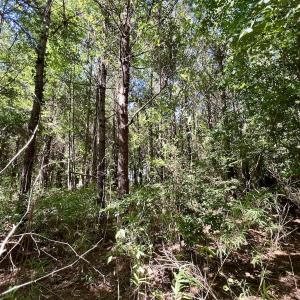 Photo #21 of Off Willeyton Rd,  Gates, NC 81.0 acres