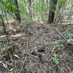 Photo #28 of Off Willeyton Rd,  Gates, NC 81.0 acres