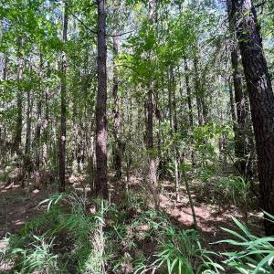 Photo #29 of Off Willeyton Rd,  Gates, NC 81.0 acres