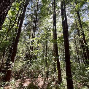 Photo #31 of Off Willeyton Rd,  Gates, NC 81.0 acres