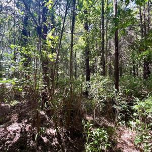 Photo #32 of Off Willeyton Rd,  Gates, NC 81.0 acres