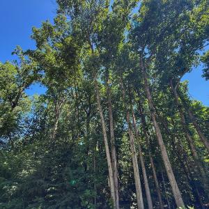 Photo #20 of 2212 Woodnell Dr, Raleigh, NC 0.5 acres