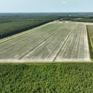 Photo #11 of Off Ocean Highway, Hertford, NC 140.0 acres
