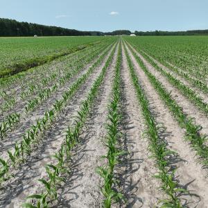 Photo #14 of Off Ocean Highway, Hertford, NC 140.0 acres