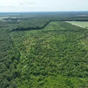 Photo #7 of Off Ocean Highway, Hertford, NC 140.0 acres