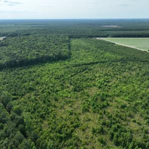 Photo #8 of Off Ocean Highway, Hertford, NC 140.0 acres