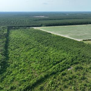 Photo #9 of Off Ocean Highway, Hertford, NC 140.0 acres