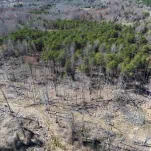 Photo #37 of Off Goodman Road, Lot-6, Pelham, NC 8.6 acres