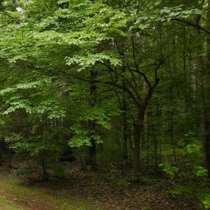Photo #12 of 1535 Wildwood Drive, Oxford, NC 1.9 acres