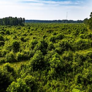 Photo #20 of 112 Acres Mill Road, Emporia, VA 112.0 acres