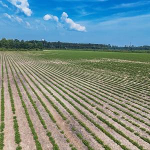 Photo #29 of 112 Acres Mill Road, Emporia, VA 112.0 acres
