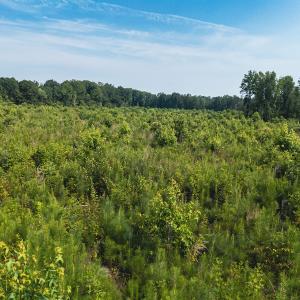 Photo #34 of 112 Acres Mill Road, Emporia, VA 112.0 acres