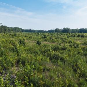 Photo #35 of 112 Acres Mill Road, Emporia, VA 112.0 acres