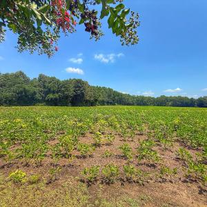 Photo #45 of off Hwy 70 W, Goldsboro, NC 10.0 acres