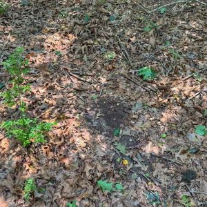 Photo #52 of off Hwy 70 W, Goldsboro, NC 10.0 acres