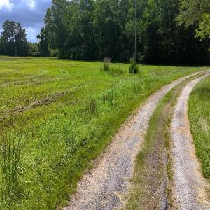 Photo #28 of 481 Nine Mile Rd, Maple Hill, NC 65.3 acres