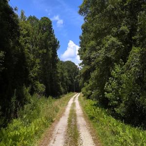 Photo #31 of 481 Nine Mile Rd, Maple Hill, NC 65.3 acres