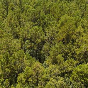 Photo #37 of 481 Nine Mile Rd, Maple Hill, NC 65.3 acres