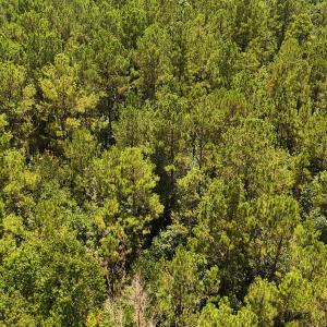 Photo #38 of 481 Nine Mile Rd, Maple Hill, NC 65.3 acres