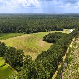 Photo #7 of 481 Nine Mile Rd, Maple Hill, NC 65.3 acres