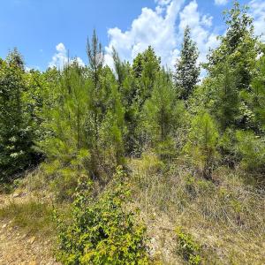 Photo #22 of Off US HWY 220 S, Asheboro, NC 32.3 acres