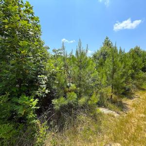 Photo #23 of Off US HWY 220 S, Asheboro, NC 32.3 acres