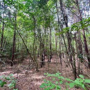 Photo #20 of Off Boss McLawhorn Rd, Grifton, NC 25.2 acres