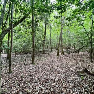 Photo #21 of Off Boss McLawhorn Rd, Grifton, NC 25.2 acres