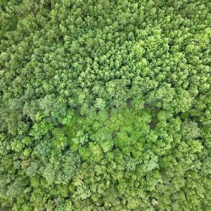 Photo #25 of Off Boss McLawhorn Rd, Grifton, NC 25.2 acres