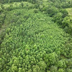 Photo #26 of Off Boss McLawhorn Rd, Grifton, NC 25.2 acres