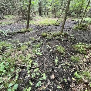 Photo #27 of Off Boss McLawhorn Rd, Grifton, NC 25.2 acres
