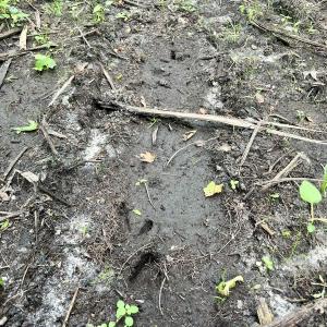 Photo #29 of Off Boss McLawhorn Rd, Grifton, NC 25.2 acres