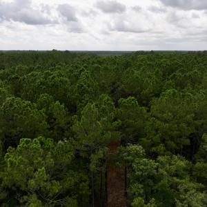 Photo #7 of 337 Pamlico Beach Rd, Belhaven, NC 1.8 acres